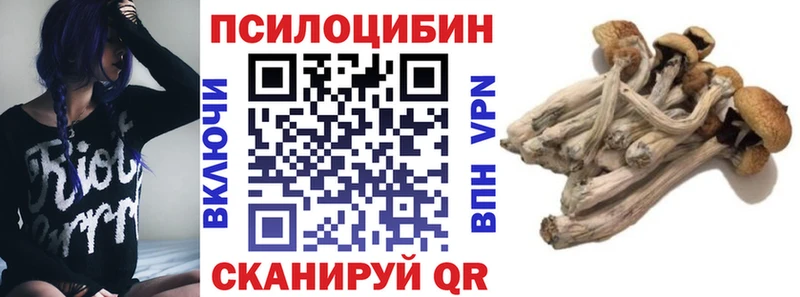 Псилоцибиновые грибы Cubensis  где купить   Волхов 
